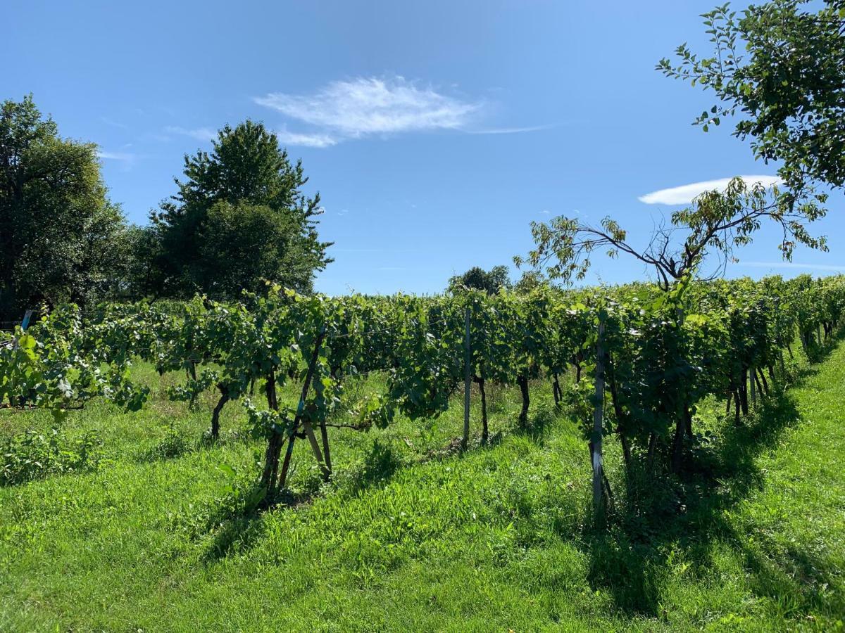 Urlaub Im Weingarten Winten  Buitenkant foto